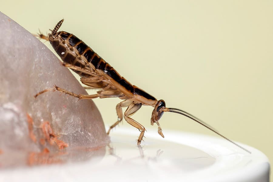 Trampas para Cucarachas, Cebos e Insecticidas ▶️